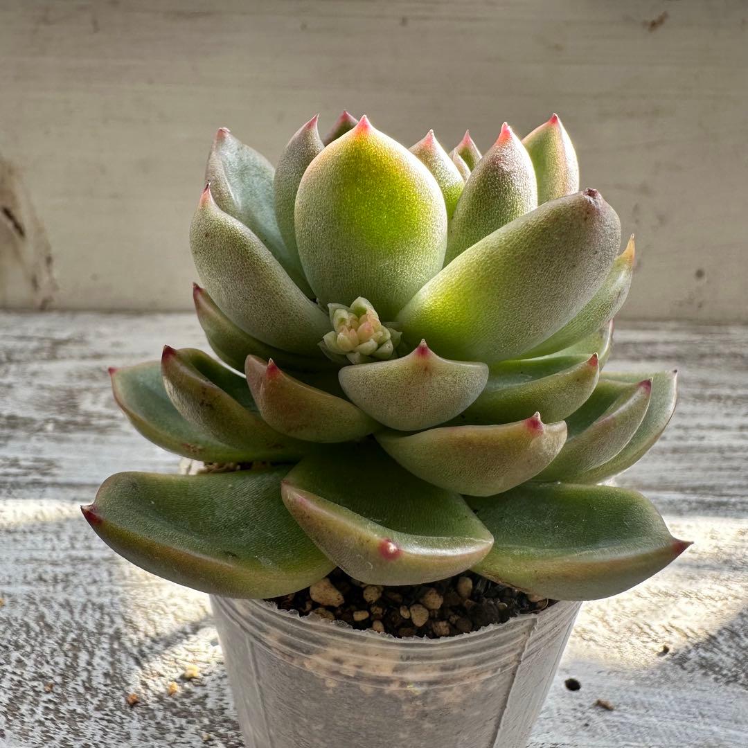 『ポットごと』 多肉植物 セット エケベリア セダム 60サイズ箱