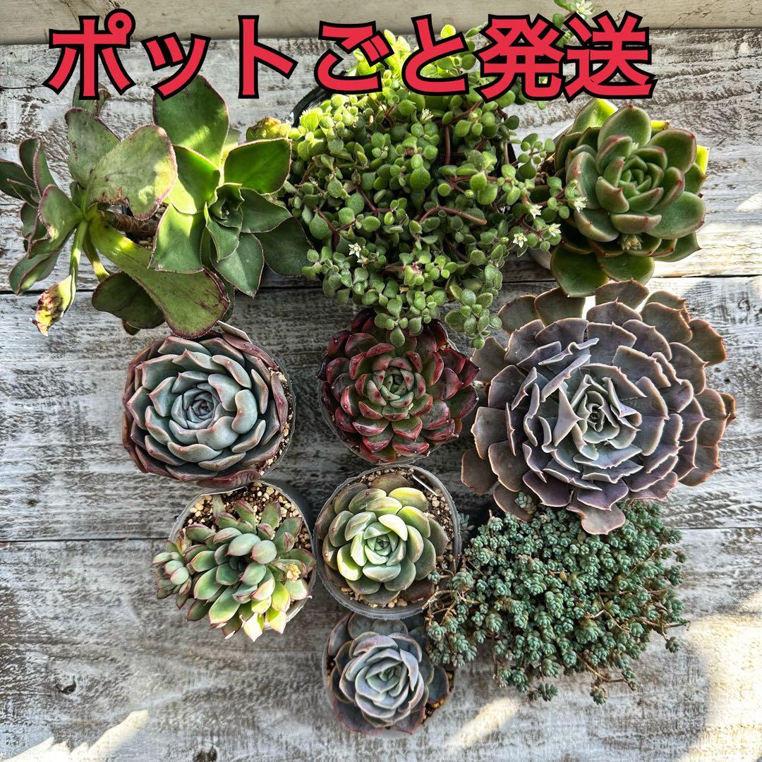 『ポットごと』 多肉植物 セット エケベリア セダム 60サイズ箱