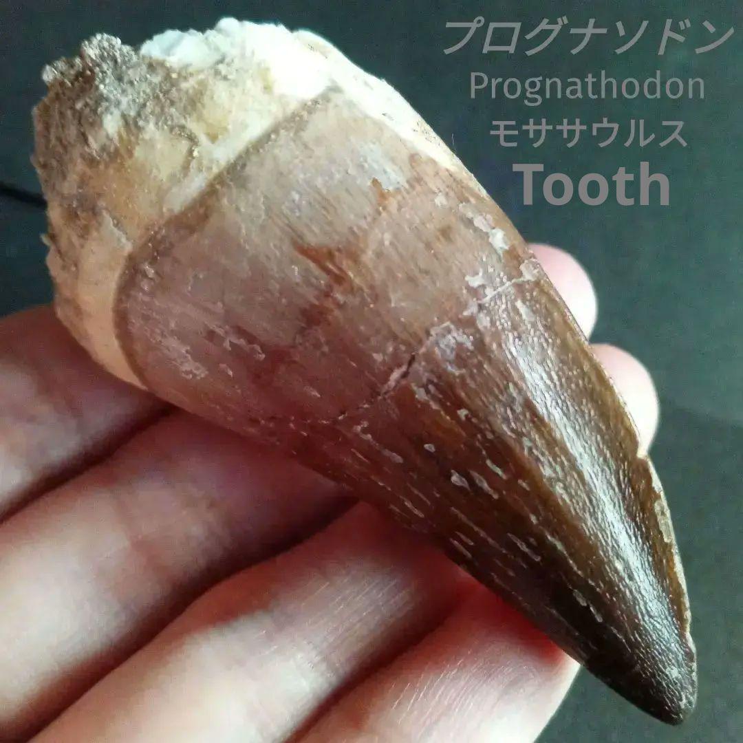 モササウルス　超大型種　プログナソドン　歯化石　美麗　超特大　約 71 mm