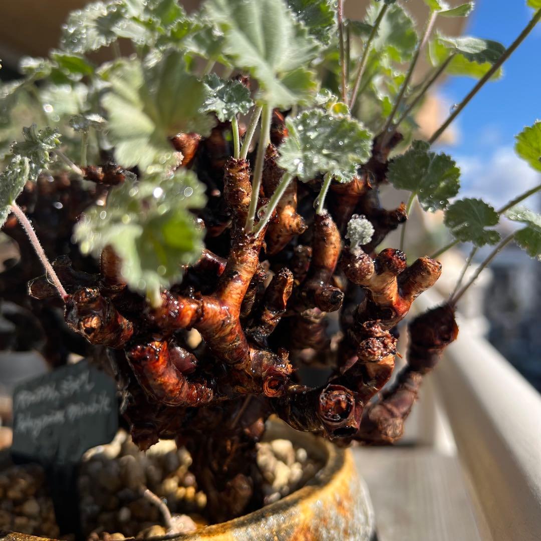 ペラルゴニウム ミラビレ（Pelargonium mirabile）コーデックス