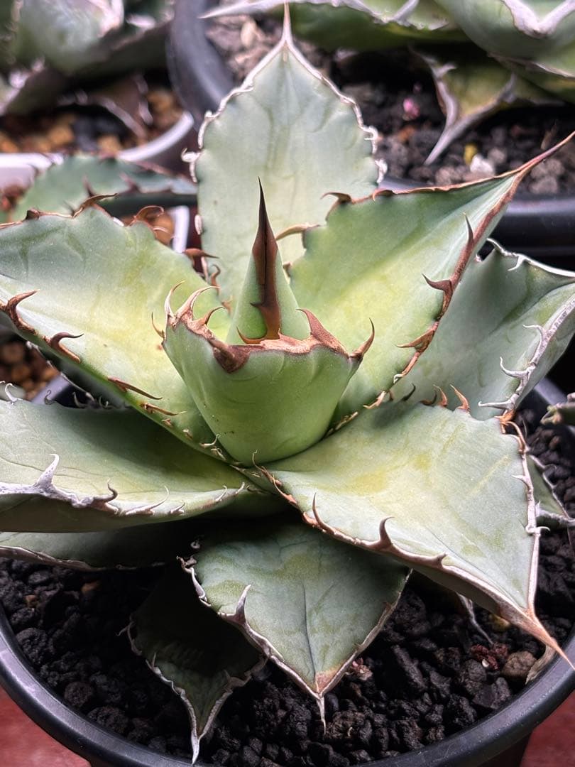 アガベ オテロイ Mexico trip 2019 style of chika