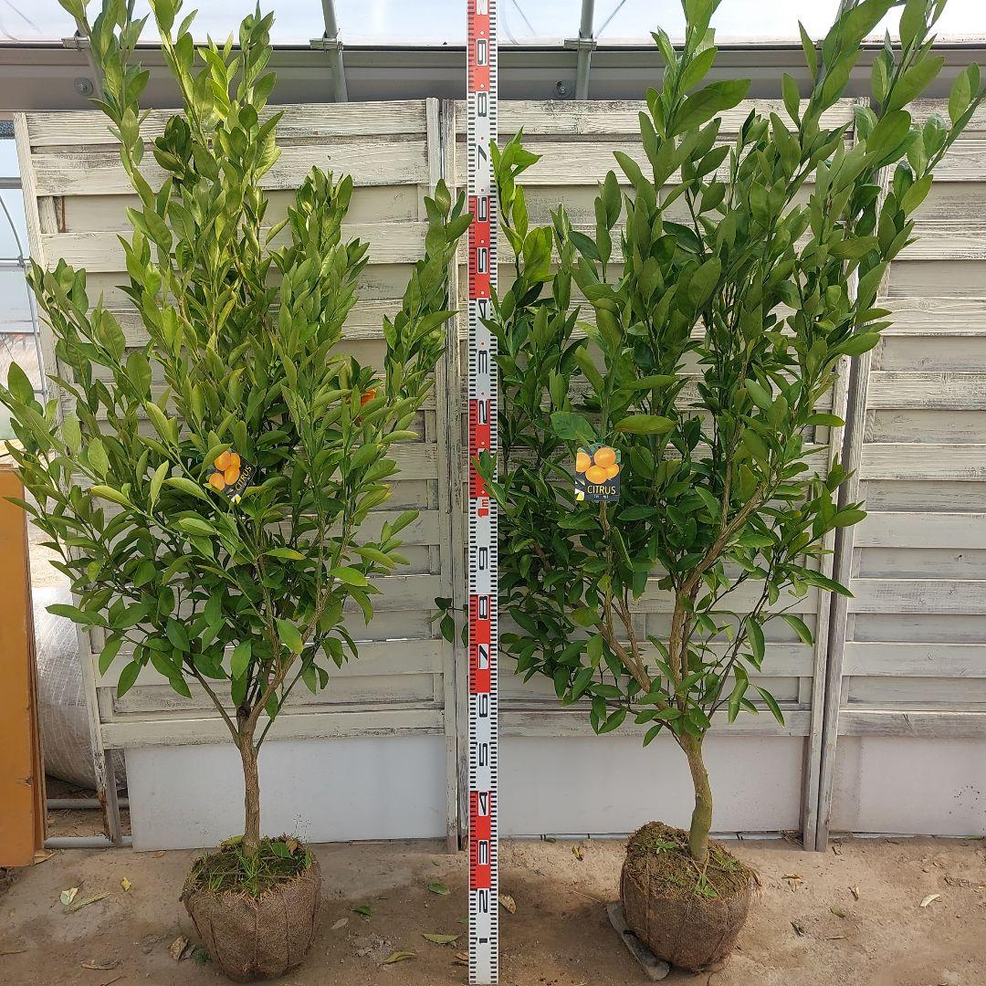 むっちゃんさま専用