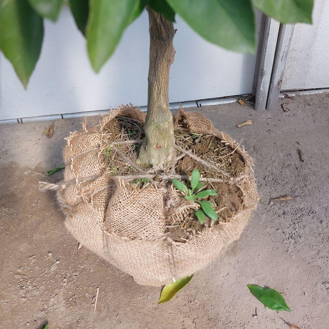 むっちゃんさま専用