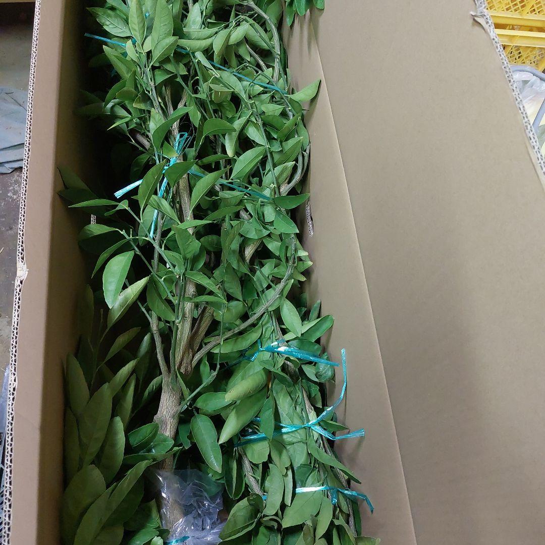 むっちゃんさま専用