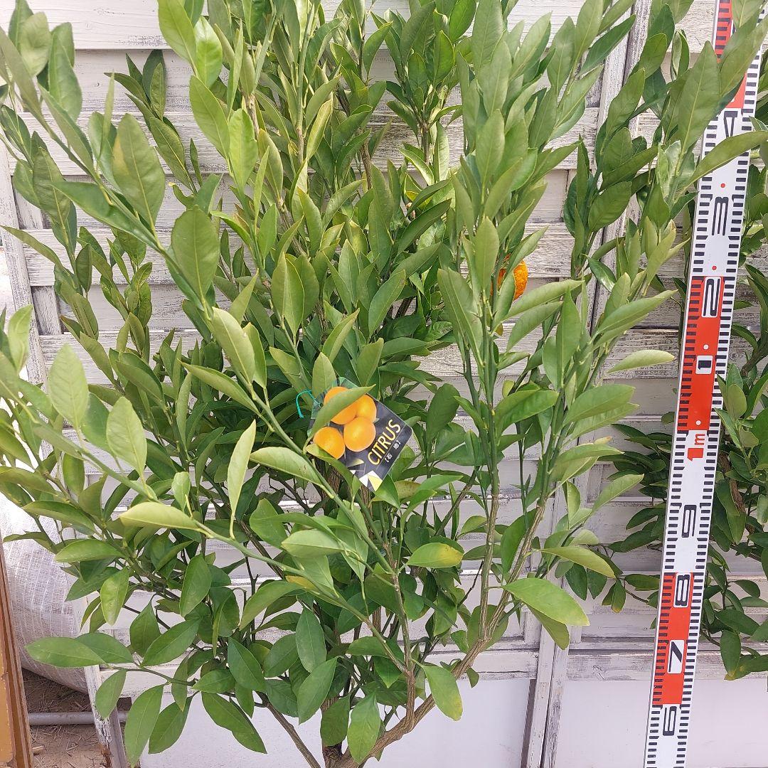 むっちゃんさま専用