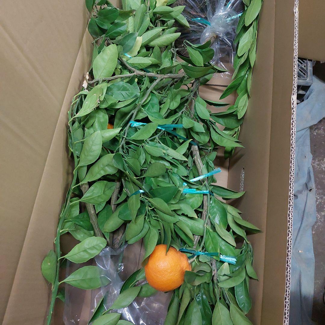 むっちゃんさま専用