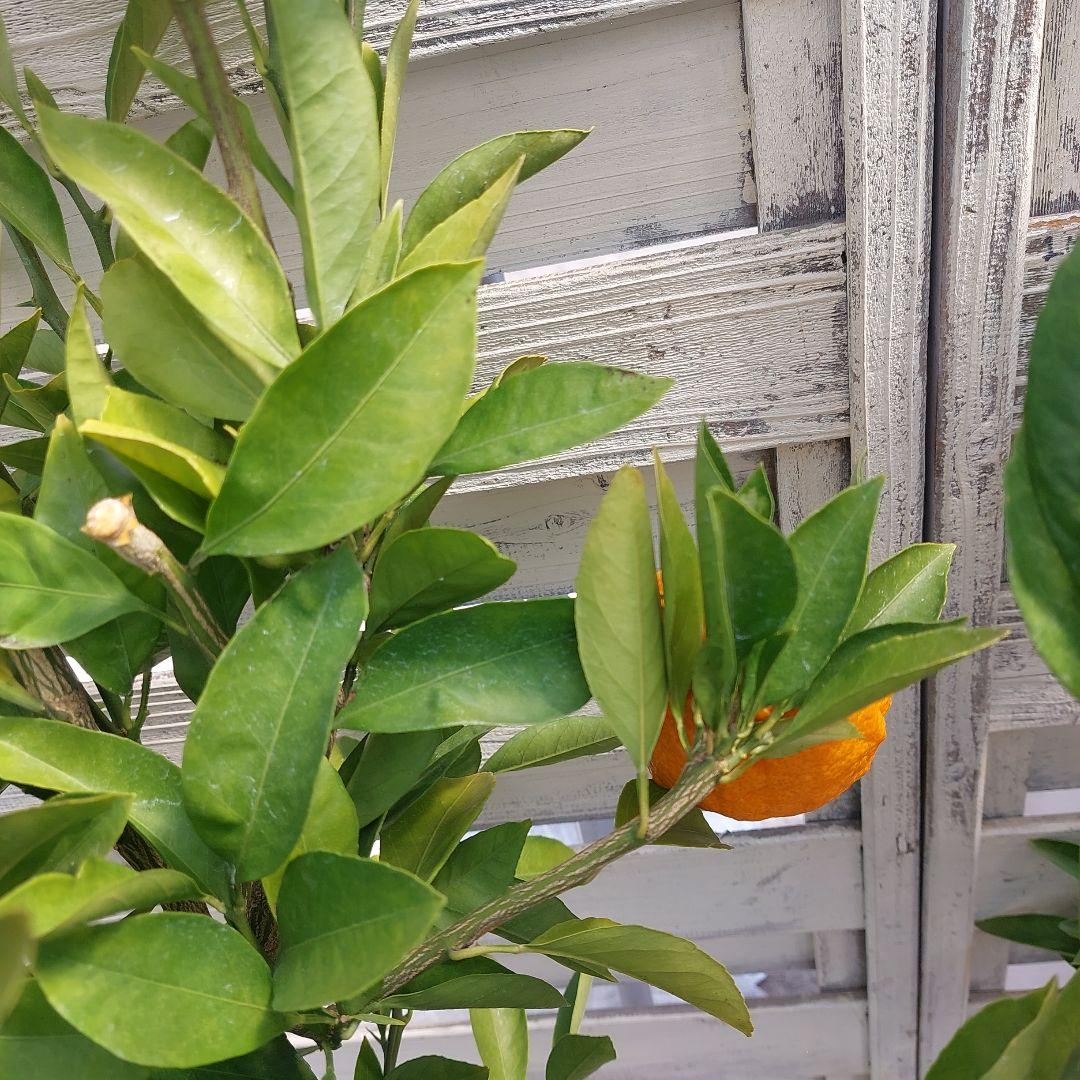 むっちゃんさま専用