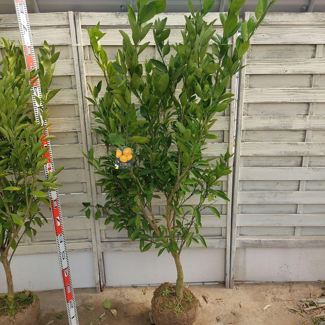 むっちゃんさま専用