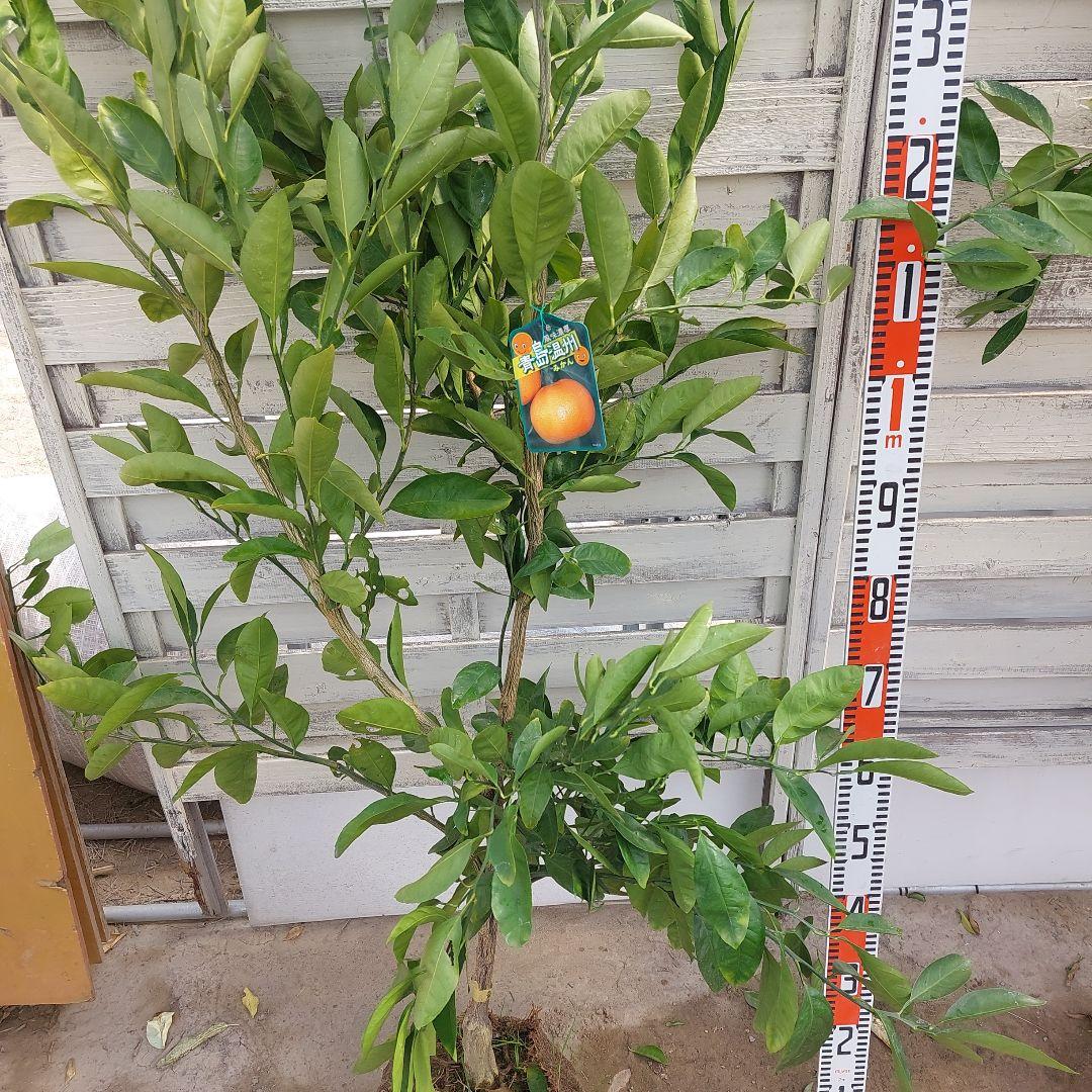 むっちゃんさま専用