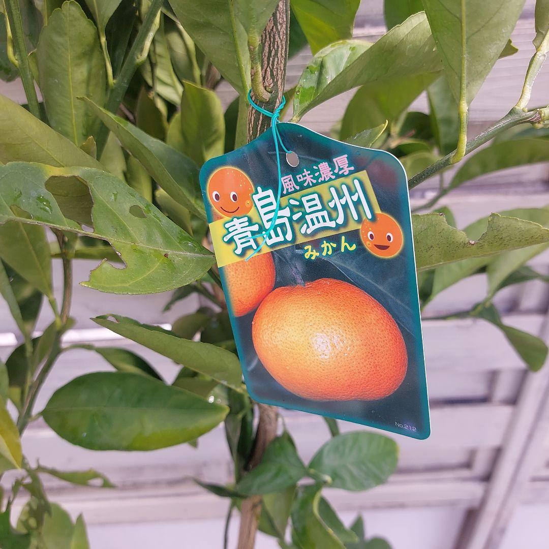 むっちゃんさま専用