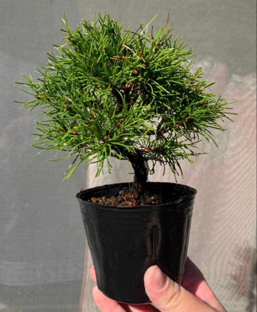 五葉松盆栽　4個
