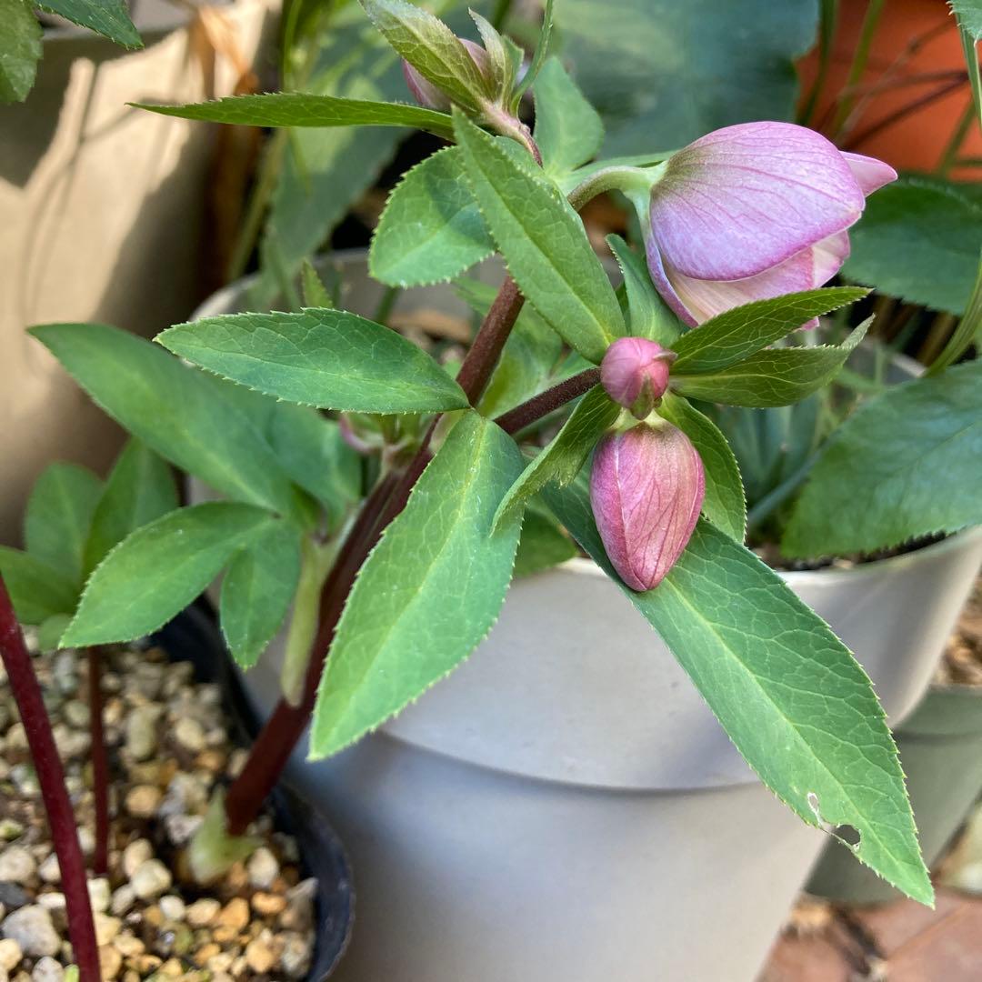 クリスマスローズ　極小輪多花ピンク　株分け前提