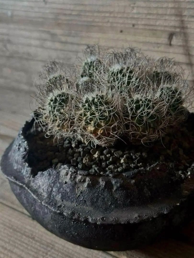 【群生株】 Turbinicarpus 撫城丸 昇竜丸 昇雲竜 ツルビニカルプス