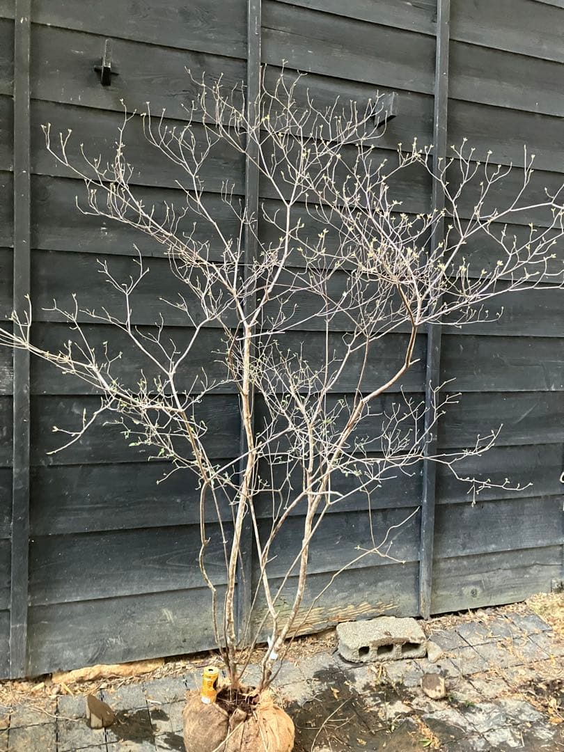 92 山採り　バイカツツジ