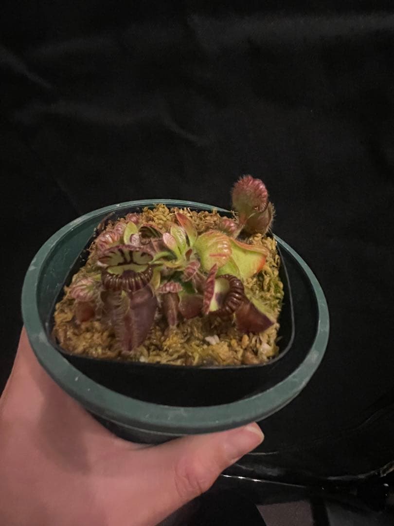 その他観葉植物 Cephalotus follicularis Big Mouth CZP