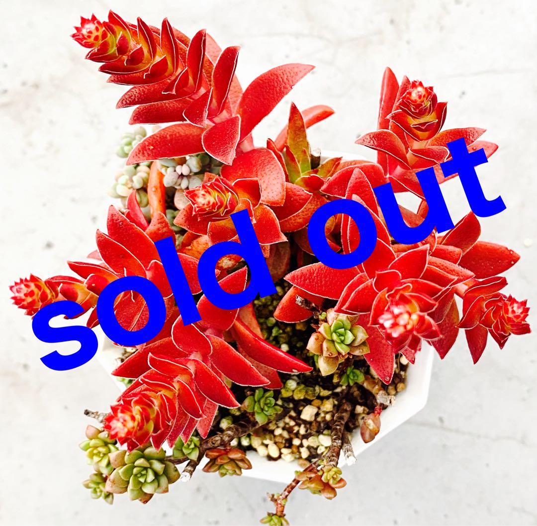 多肉植物　紅葉祭り　抜き苗