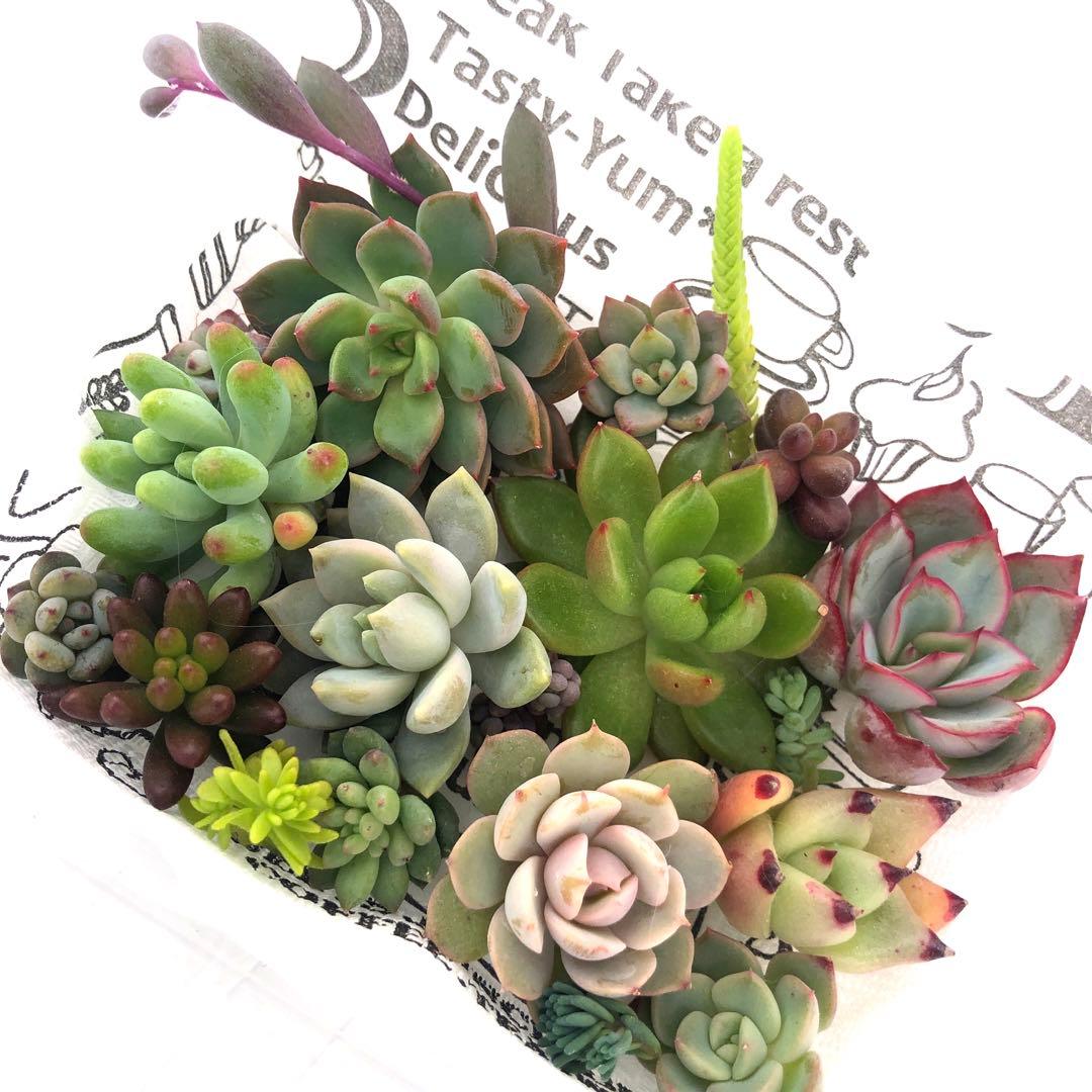 多肉植物カット苗　リメイク缶　2