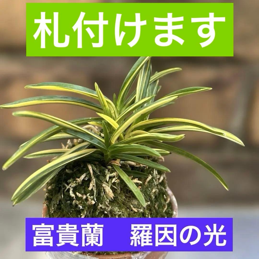 富貴蘭　羅因の光