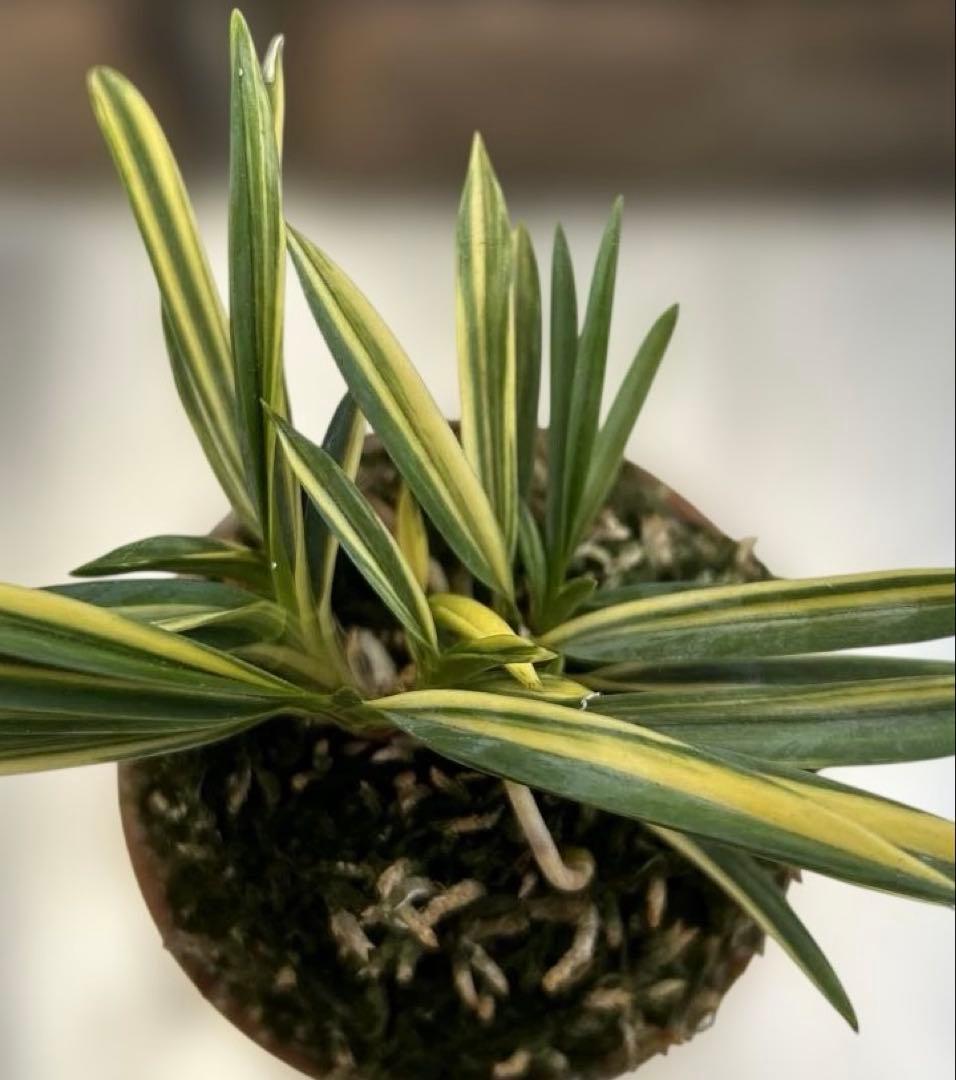 富貴蘭　羅因の光