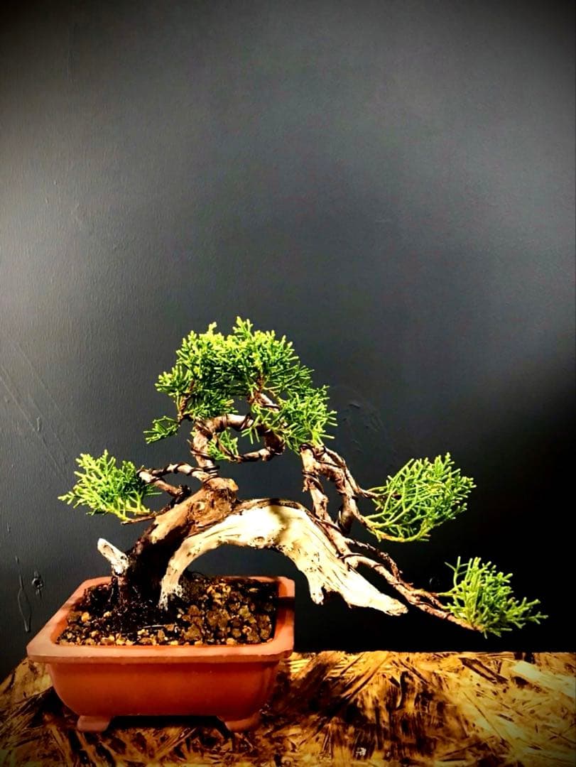 糸魚川真柏盆栽 小品