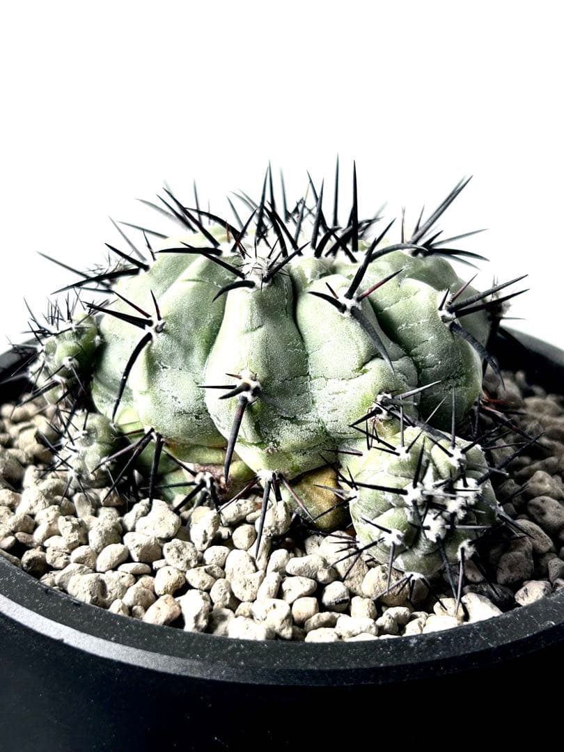 【希少、開花球、子株8個】コピアポア　シネレア　黒王丸　白肌　幅10㎝　No.5