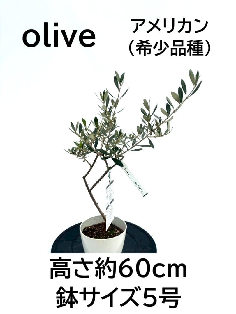 オリーブの木　アメリカン　5号　約60cm　NO.845　希少品種　現品掲載