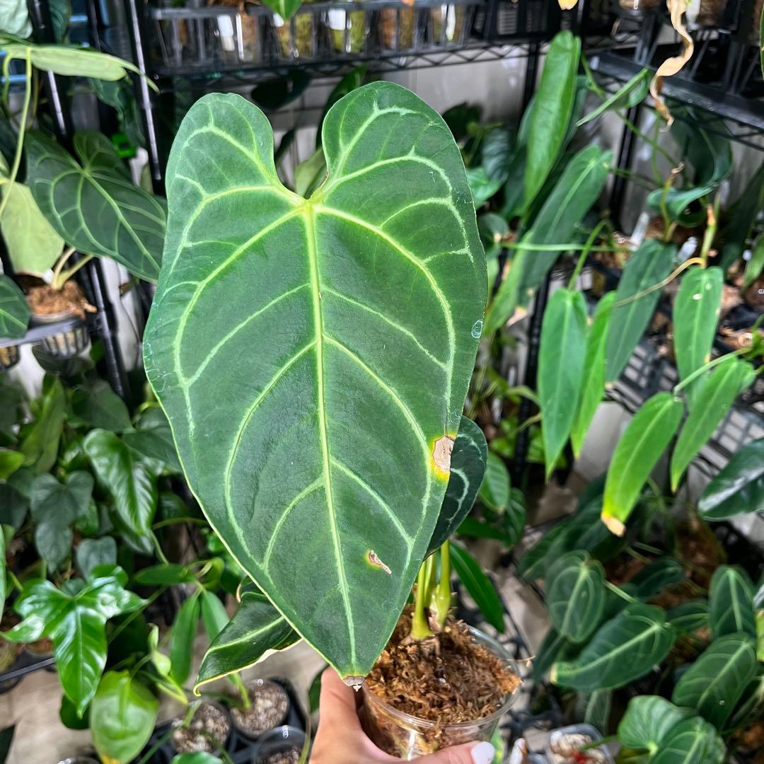 anthurium regare アンスリウム　レガレ　22