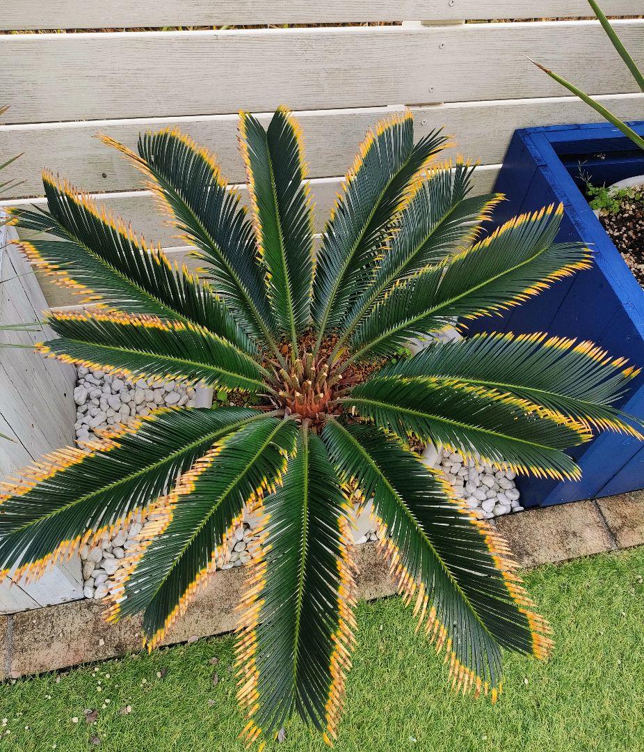 【手渡限定】黄金ソテツ