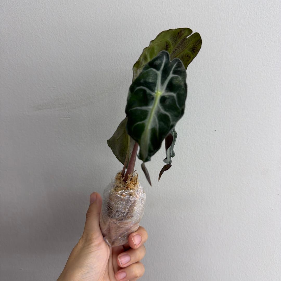アロカシア ヴェノム Alocasia 'Venom' 管理番号s219