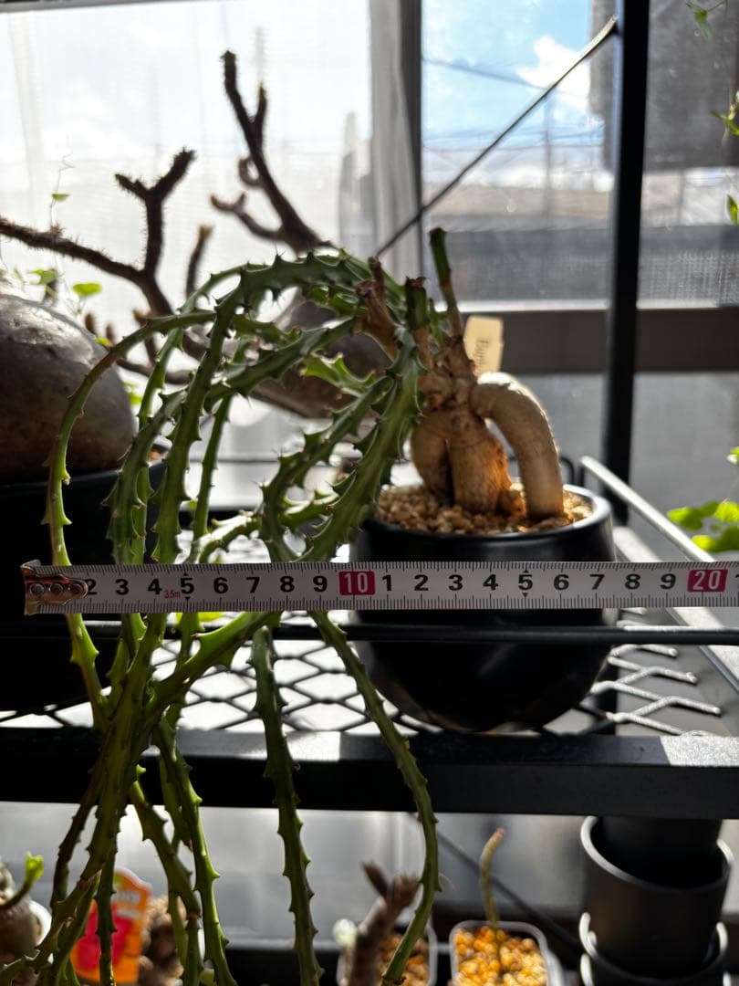 ユーフォルビア　クンチ(Euphorbia knuthii)