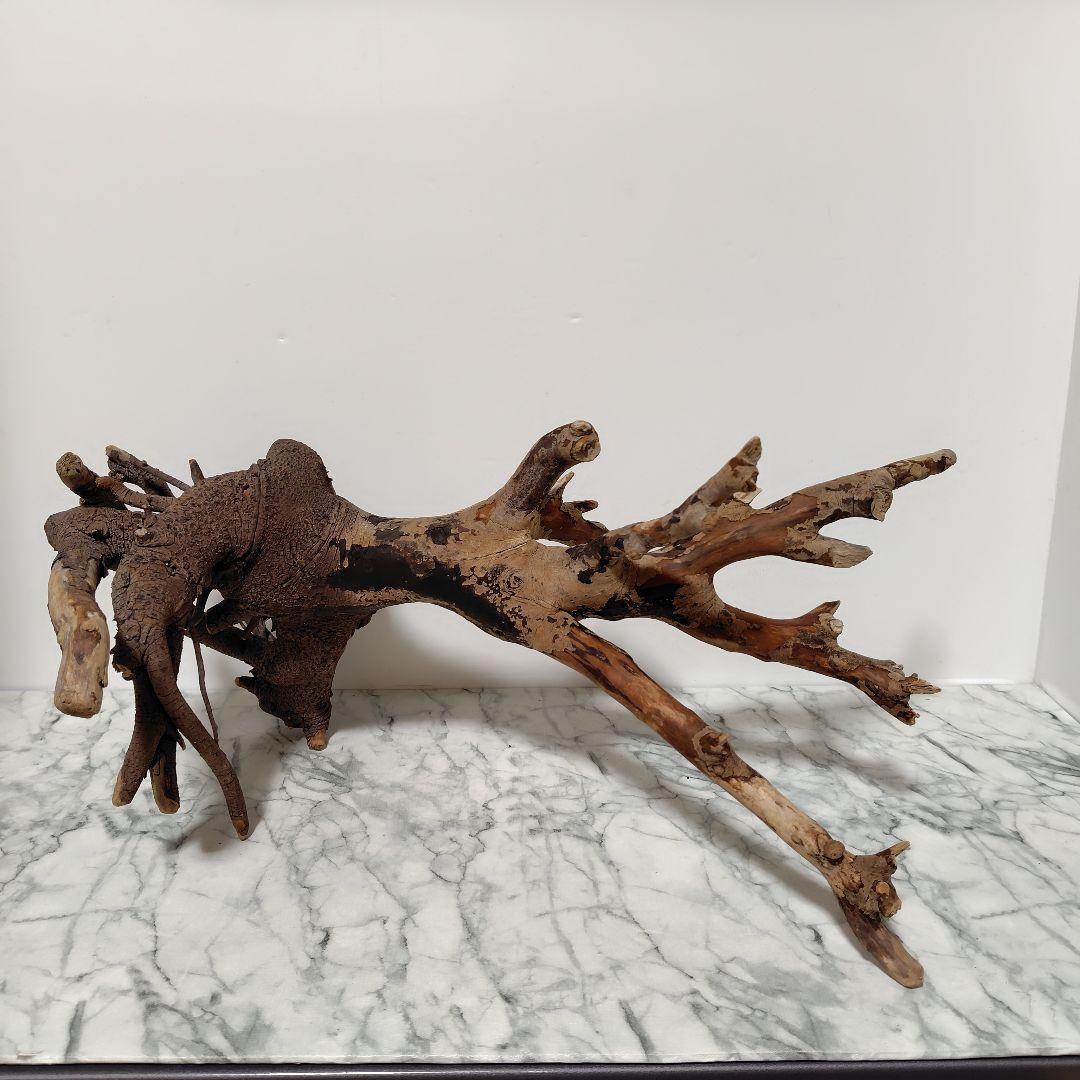 アク抜き済み流木【884】セール