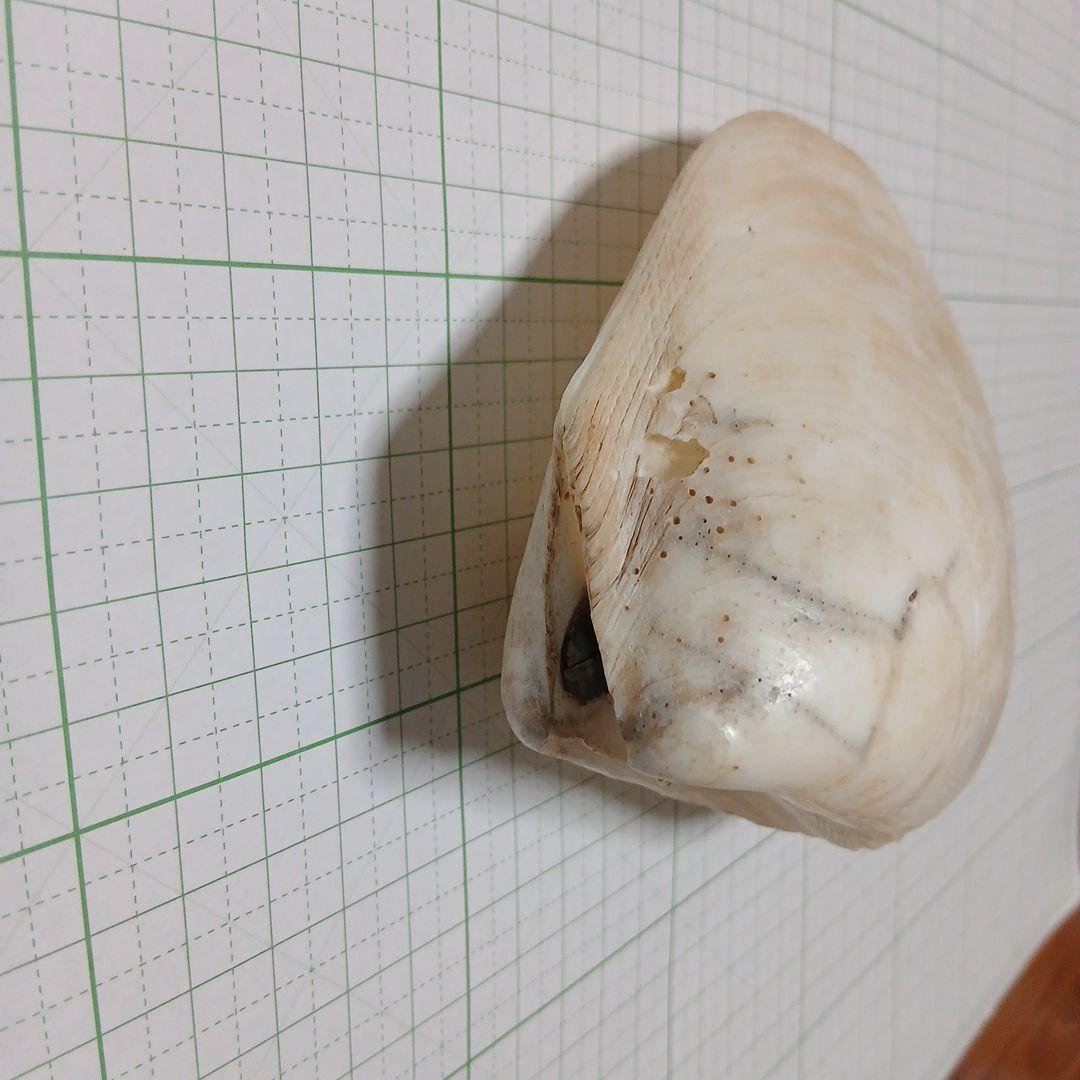 大きい　二枚貝