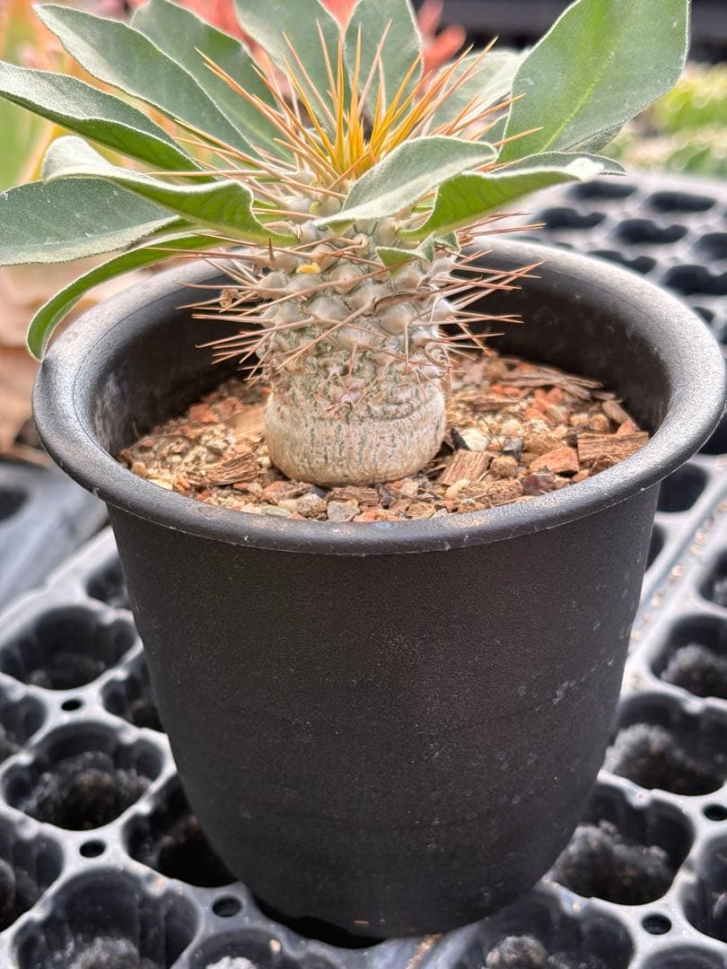 パキポディウム　ナマクアナム　光堂　国内実生　3.5寸