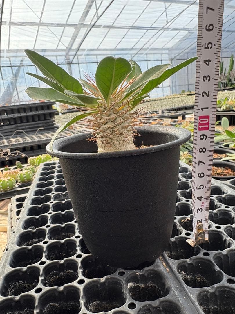 パキポディウム　ナマクアナム　光堂　国内実生　3.5寸