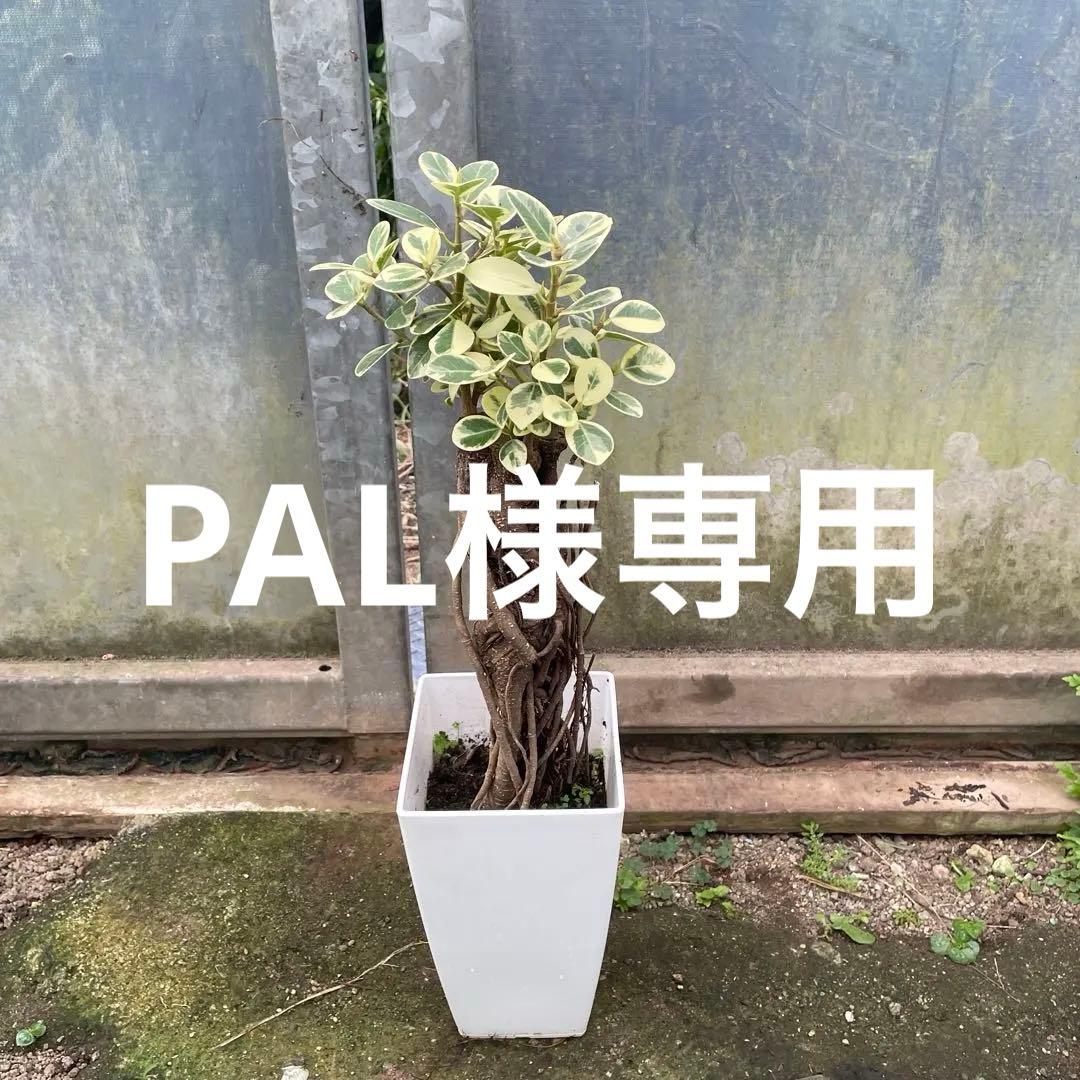 リピート価格　パンダガジュマル　斑入り　６号