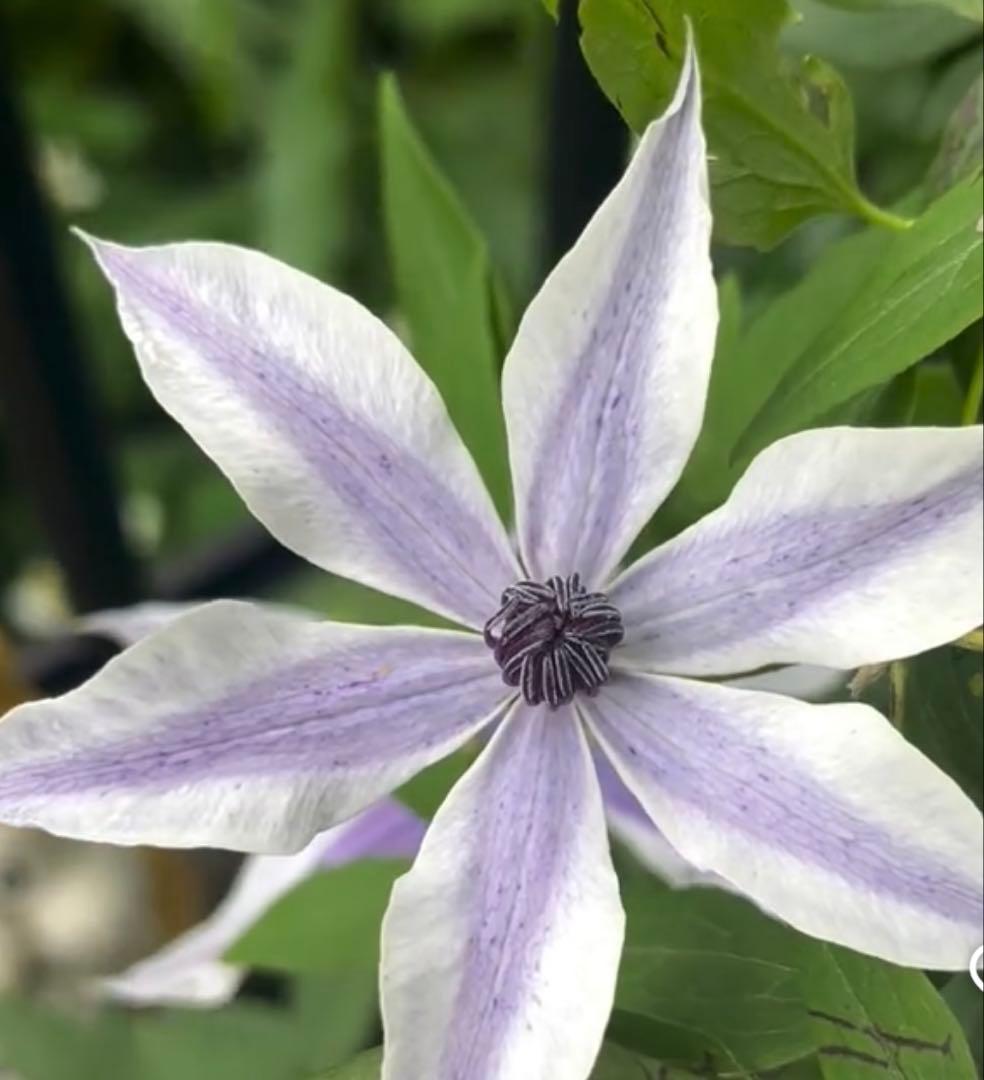 三*子様 クレマチス　風の方位　希少苗　① クレマチス苗