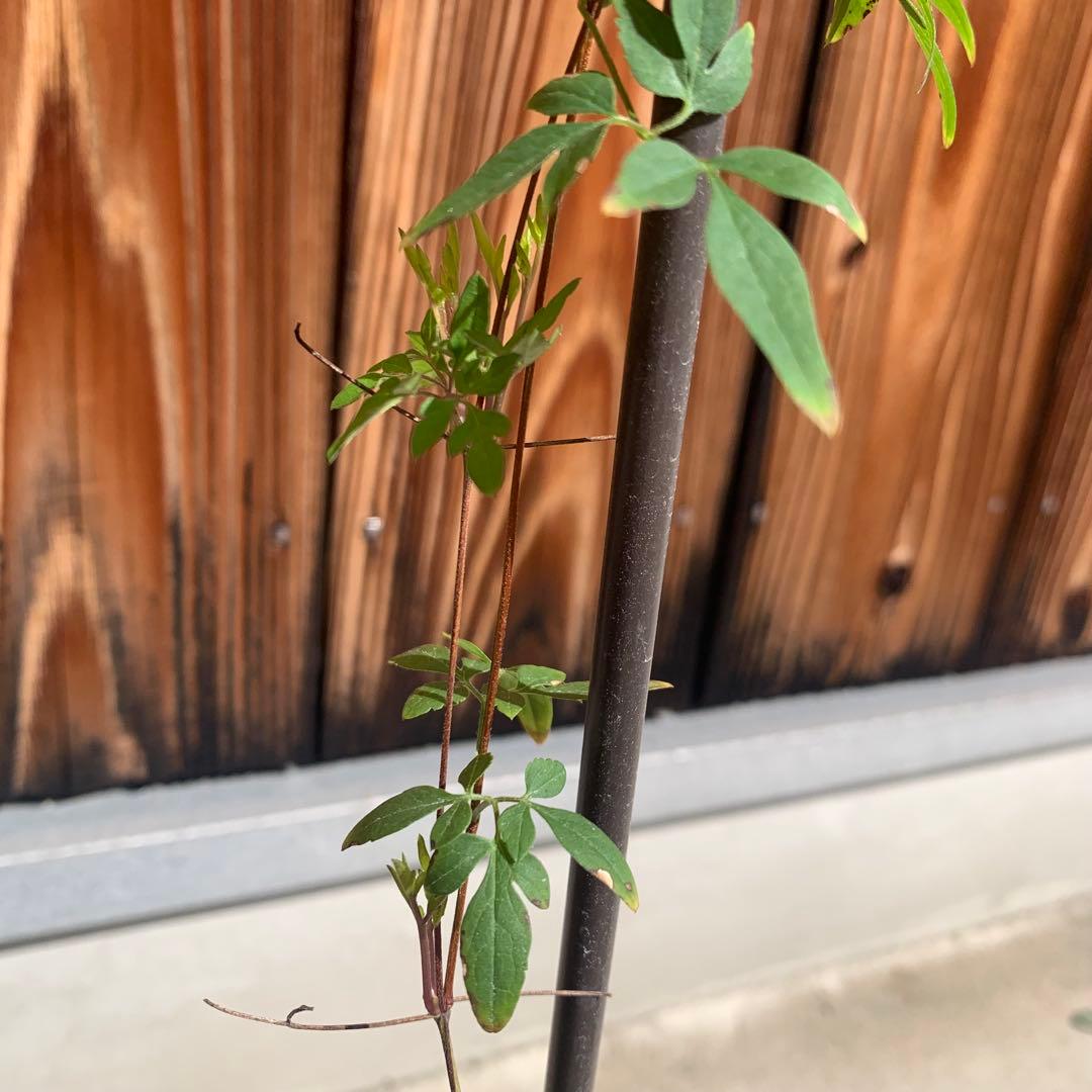 三*子様 クレマチス　風の方位　希少苗　① クレマチス苗