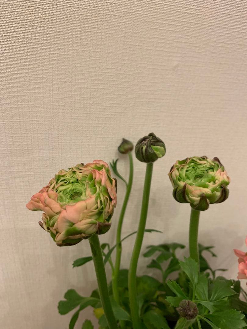 正規大苗ラナンキュラスポンポン「アリス」　開花中