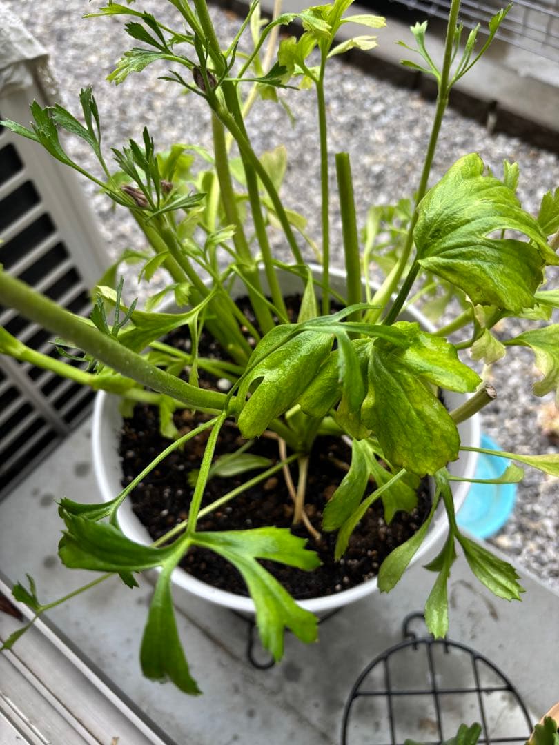 正規大苗ラナンキュラスポンポン「アリス」　開花中