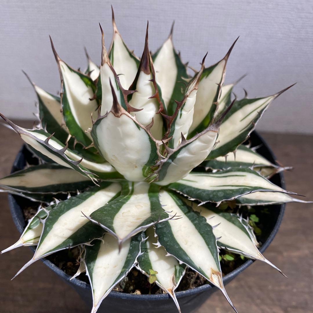 アガベ　ホリダ白中斑入　極上　初売3