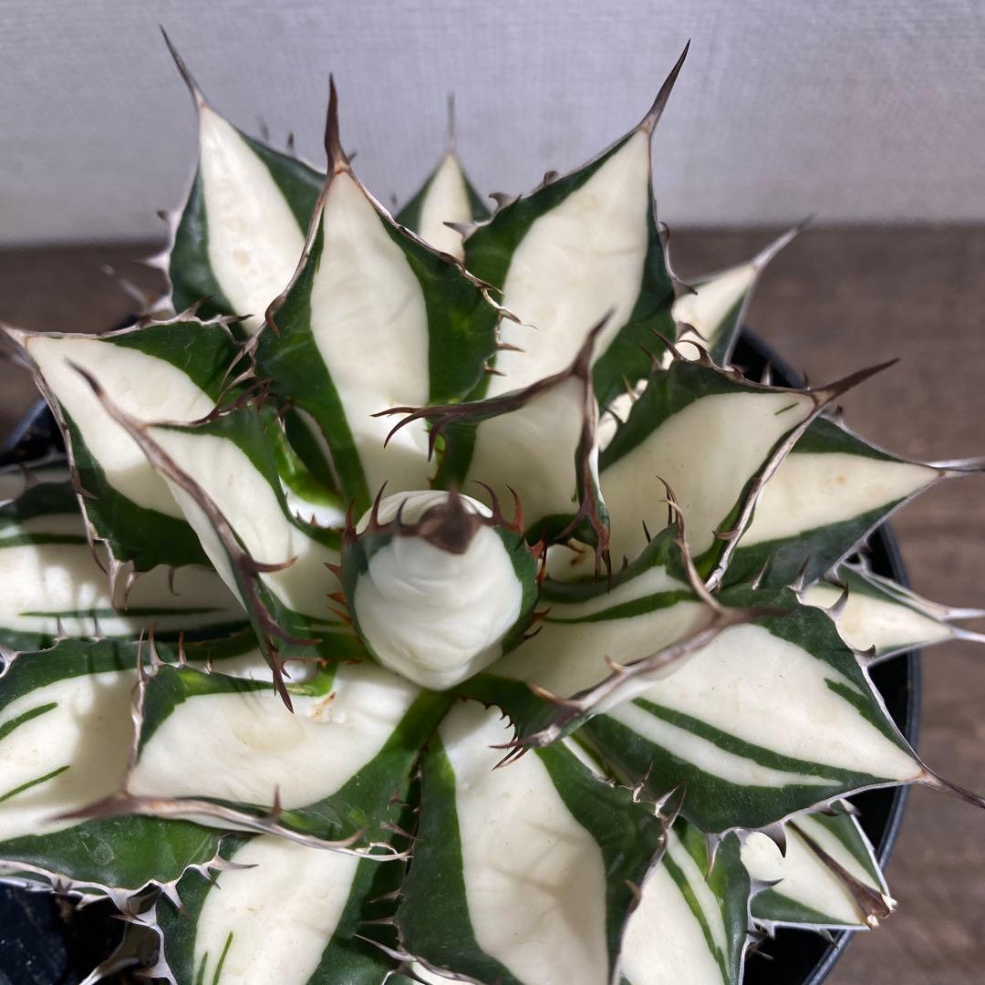 アガベ　ホリダ白中斑入　極上　初売3