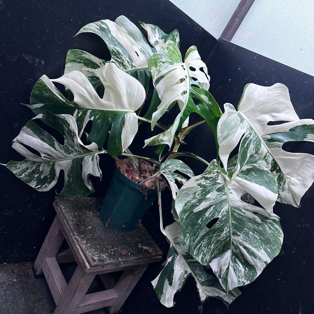 M*o様 斑入りモンステラ ホワイトタイガー極美大株57cm白斑多