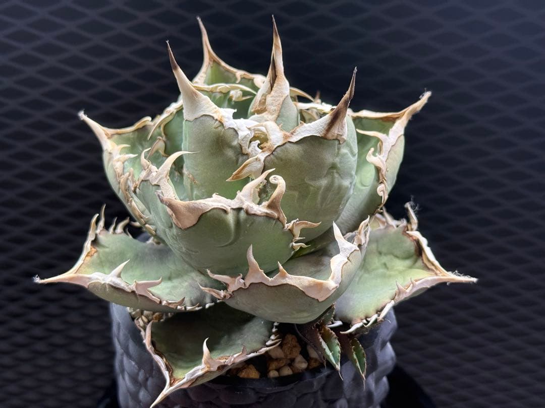 アガベ チタノタ