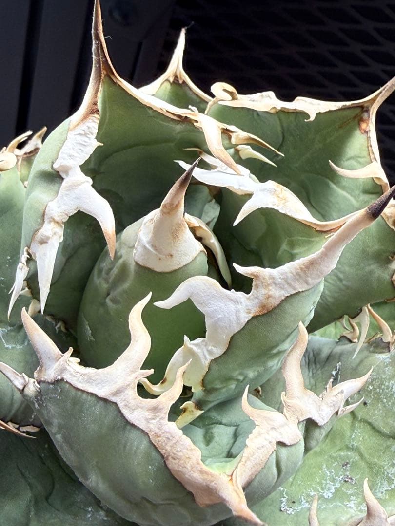 アガベ チタノタ