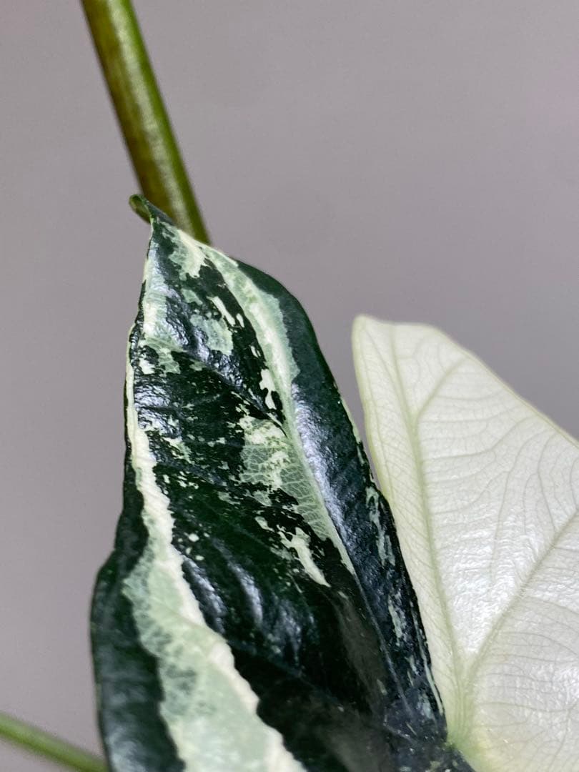 七*草様 【超希少‼️美株✨】アロカシア　シンポ　アルボ　斑入り　白斑　レア　人