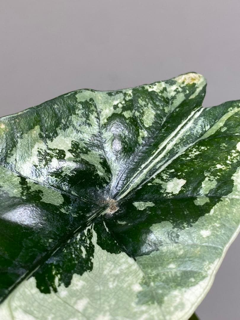 七*草様 【超希少‼️美株✨】アロカシア　シンポ　アルボ　斑入り　白斑　レア　人