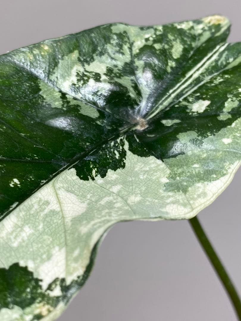 七*草様 【超希少‼️美株✨】アロカシア　シンポ　アルボ　斑入り　白斑　レア　人