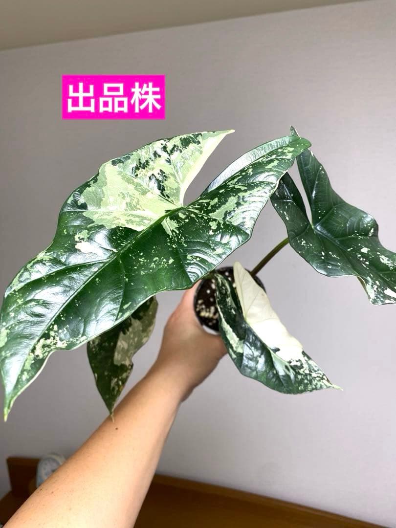 七*草様 【超希少‼️美株✨】アロカシア　シンポ　アルボ　斑入り　白斑　レア　人