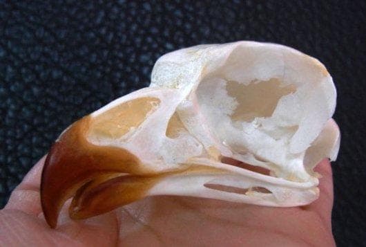 レア！アフリカワシミミズク 頭骨　※捕獲データ付