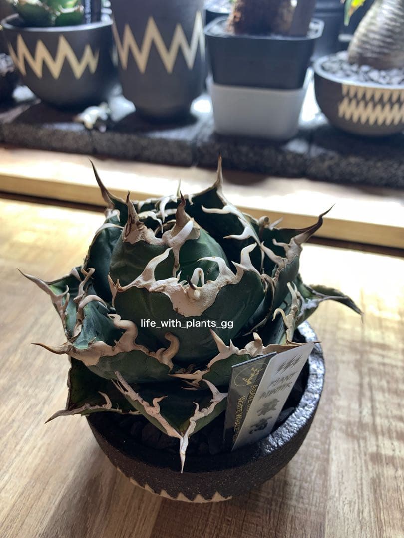 アガベ チタノタ 白鯨